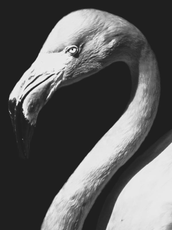 FLAMINGO B&W