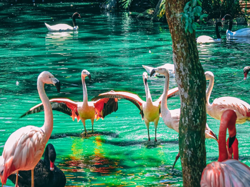 LAGO DOS FLAMINGOS