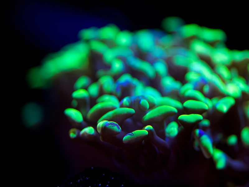 MARINE LIFE SERIES (17)