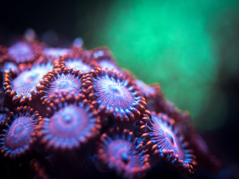 MARINE LIFE SERIES (13)