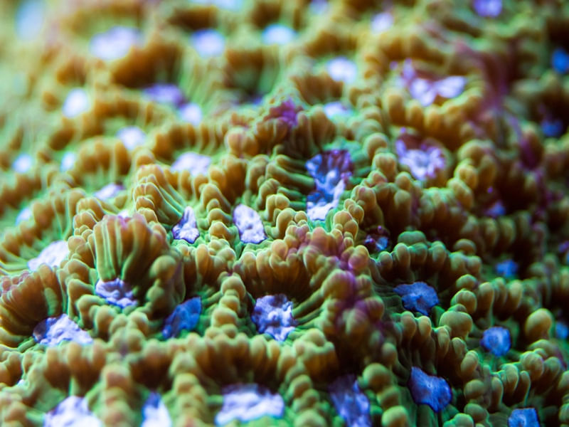 MARINE LIFE SERIES (3)