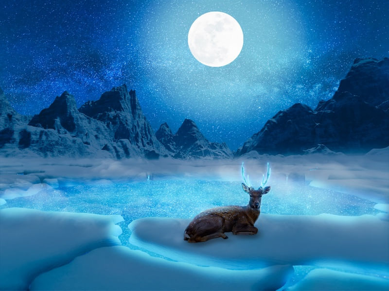 DEER IN THE SNOW