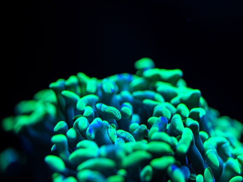 MARINE LIFE SERIES (19)