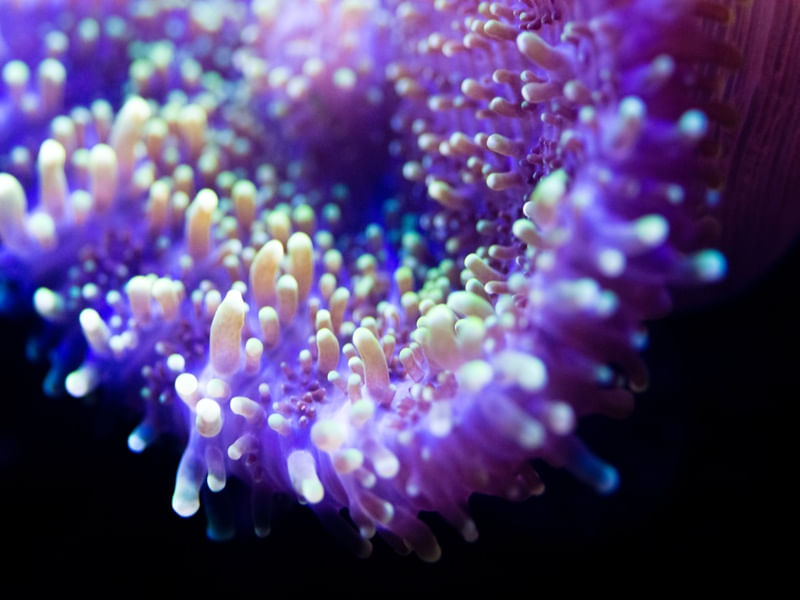 MARINE LIFE SERIES (25)