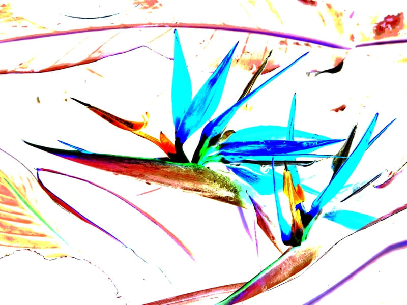 ESBOÇO FLOR