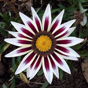 FLOR BRANCA