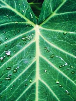 SEMPRE VERDE 02 LB