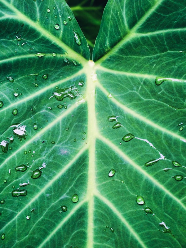 SEMPRE VERDE 02 LB