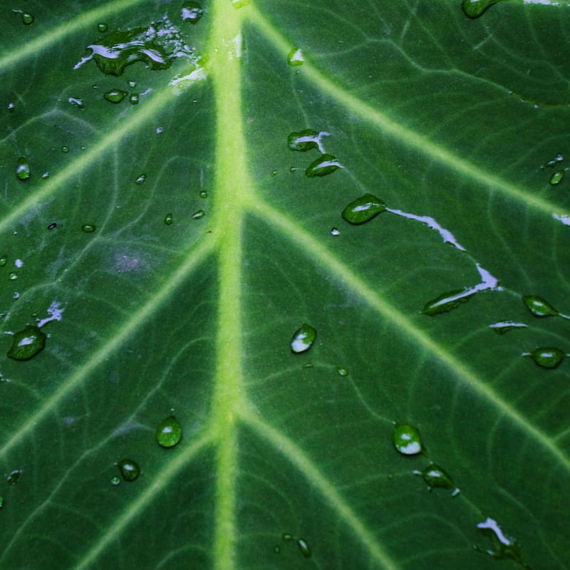 SEMPRE VERDE 03 LB