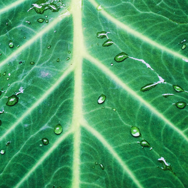 SEMPRE VERDE 04 LB