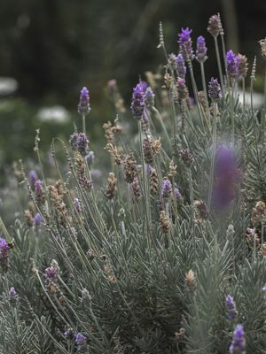 LAVENDER FIELDS FOREVER