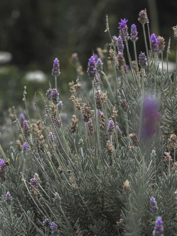 LAVENDER FIELDS FOREVER