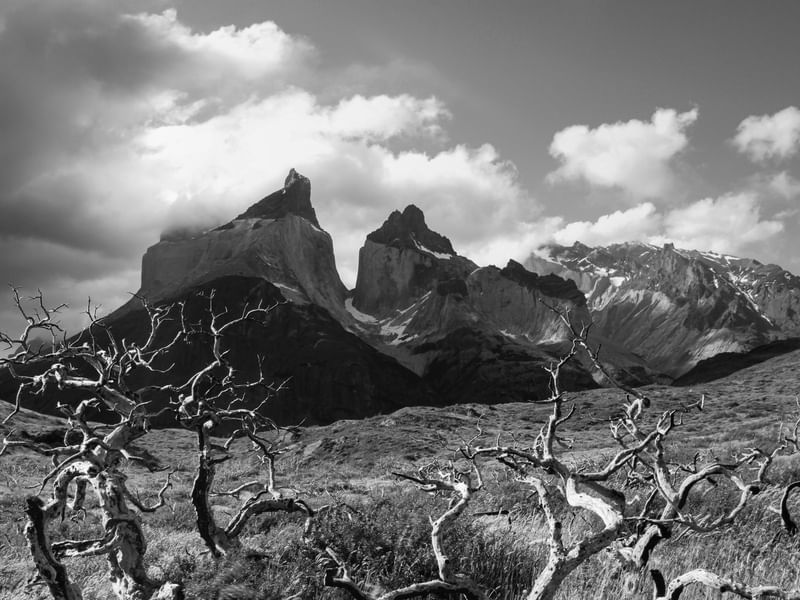 O QUE RESTOU DA QUEIMADA EM TORRES DEL PAINE