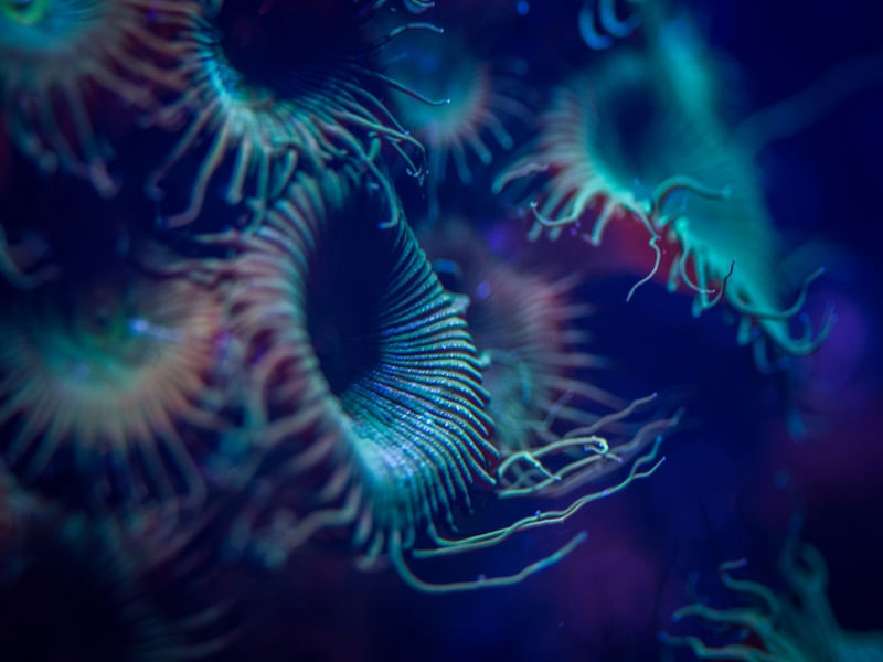 MARINE LIFE SERIES (7)