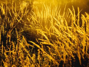 LUZ DO CAMPO