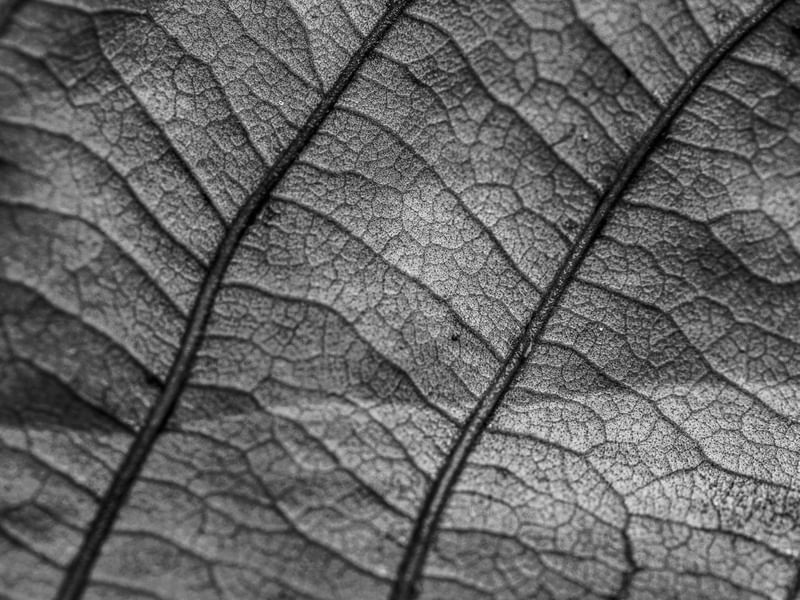 VEIAS DA NATUREZA
