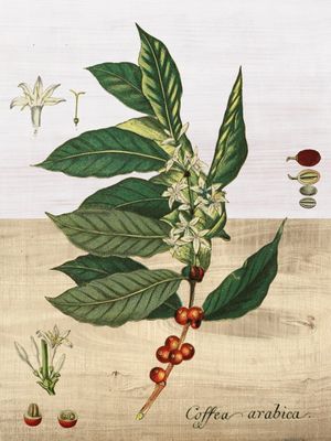 COFFEA ARABICA