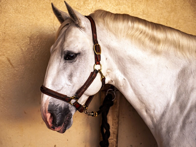 CAVALO EM UM ESTÁBULO
