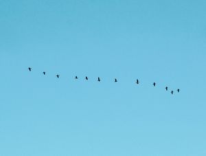 BLACKBIRDS