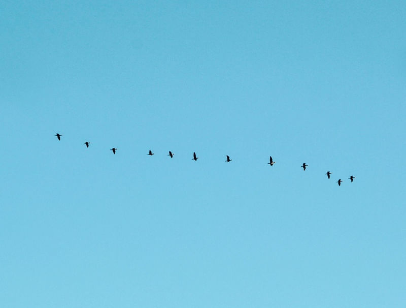 BLACKBIRDS