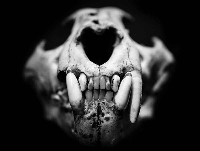 PRIMITIVE SKULL