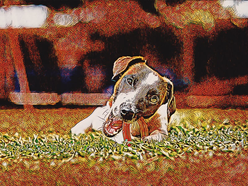 JACK RUSSEL NO GRAMADO