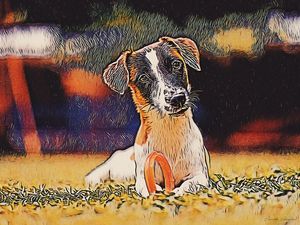 JACK RUSSEL OLHANDO