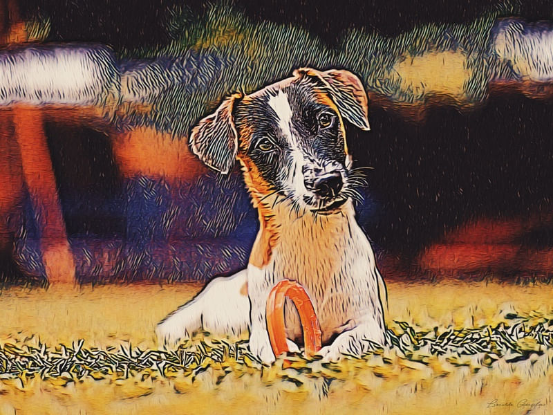 JACK RUSSEL OLHANDO