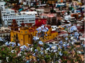 FLORES E A CIDADE EM CORES