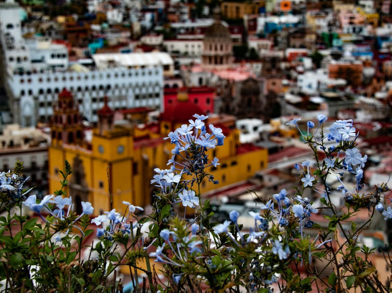 FLORES E A CIDADE EM CORES