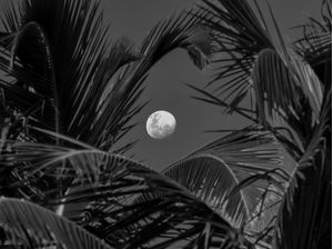 LUA ENTRE COQUEIROS