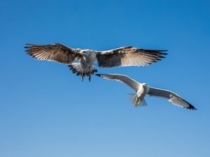 GAIVOTAS (BARCELONA, ESPANHA)
