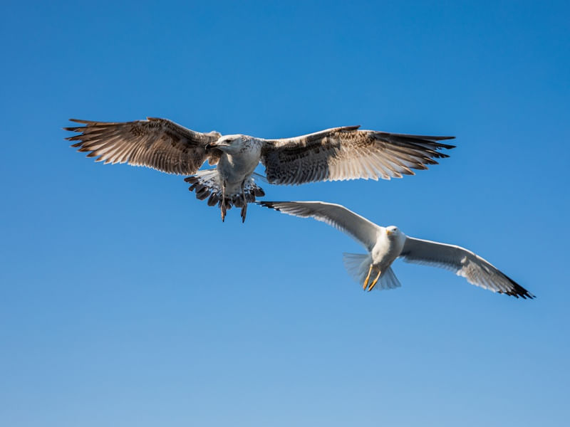 GAIVOTAS (BARCELONA, ESPANHA)