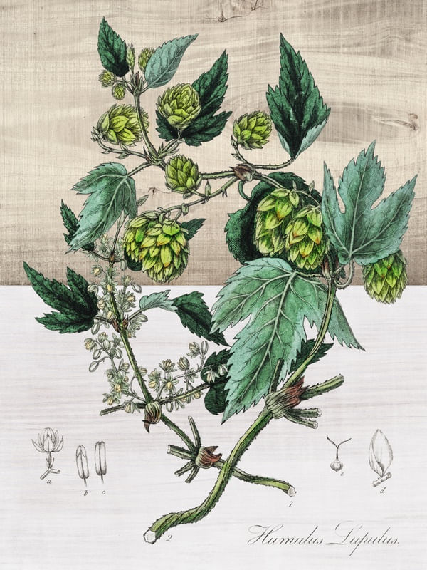 HUMULUS LUPULUS