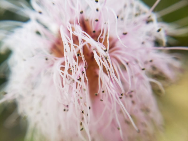 MACRO FLOR I