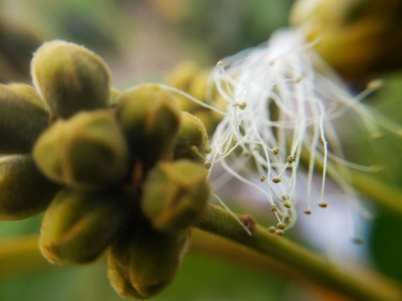 MACRO FLOR II