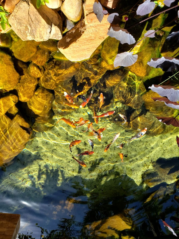 CARPAS NO AQUÁRIO I