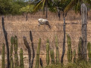 PAISAGENS DO SERTÃO_ARACATI_CE
