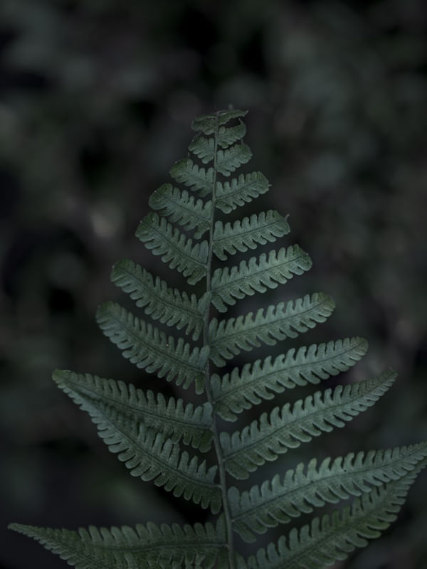 SAMAMBAIA V