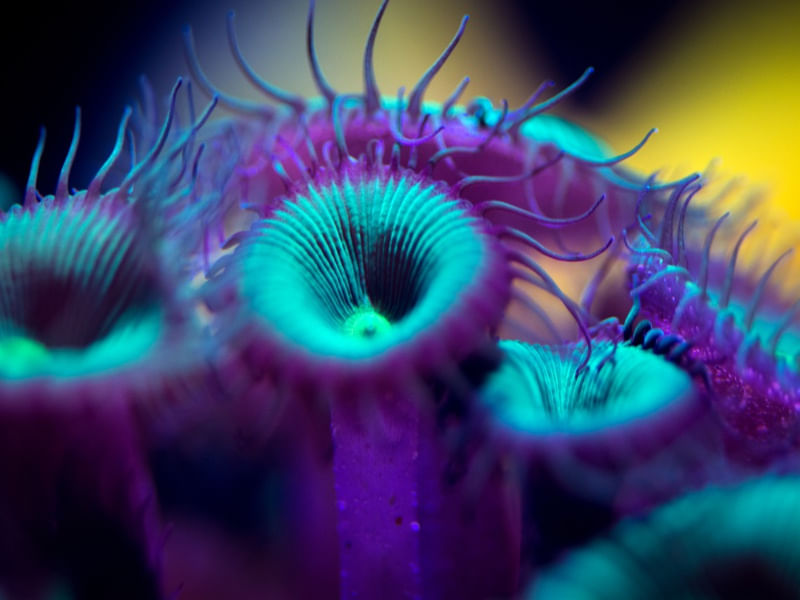 MARINE LIFE SERIES (14)