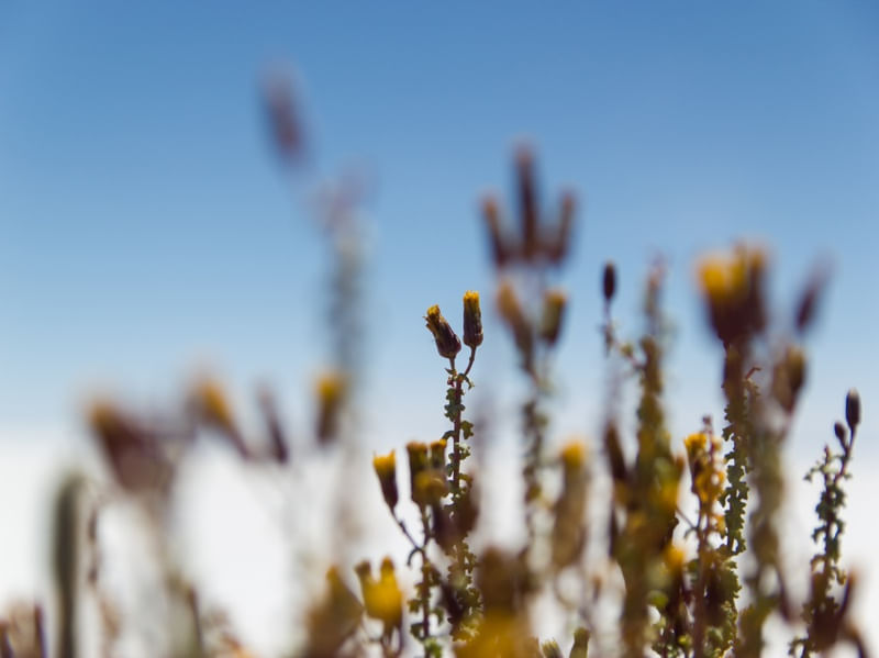 FLORES AO CÉU