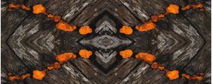 FUNGI - 6