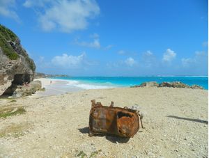 BARBADOS WILD
