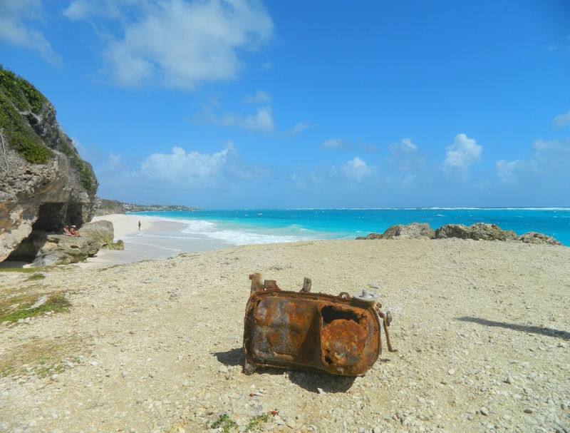 BARBADOS WILD