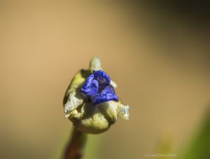 SÉRIE MACRO - MACROFLOR1