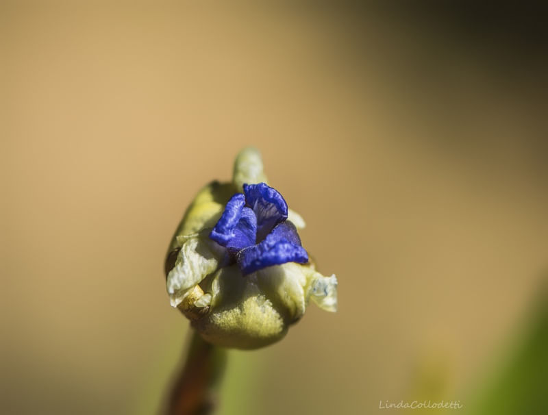 SÉRIE MACRO - MACROFLOR1