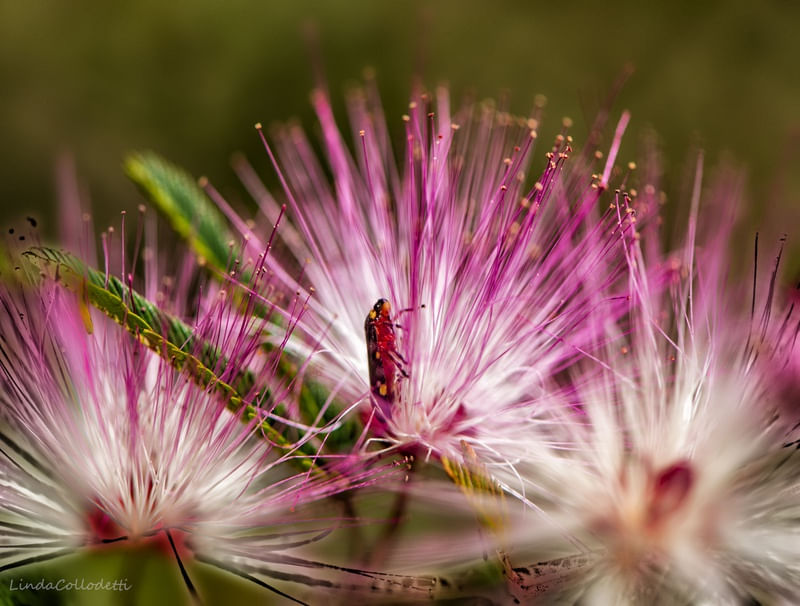 SÉRIE MACRO - MACRO FLOR3