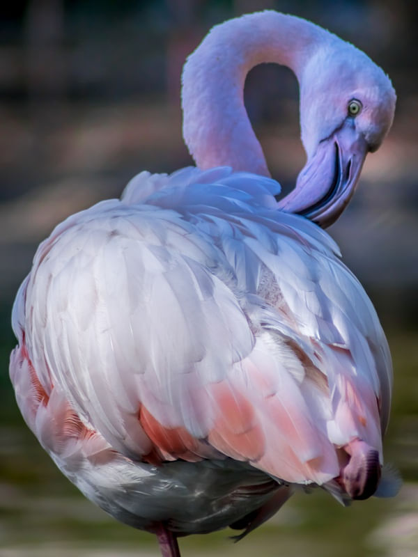 FLAMINGO 13