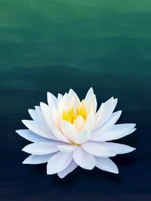 WATER LOTUS
