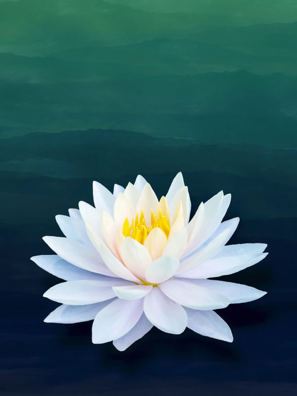 WATER LOTUS